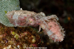 Mating Cuttlefish - taken at Sangie Islands. by Henrik Gram Rasmussen 